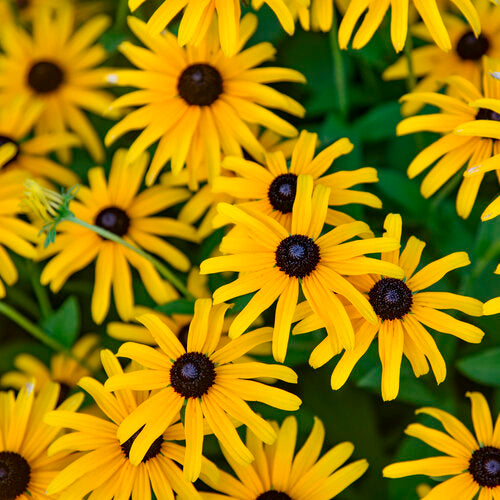 Proven Winners® Treasure Trove™ Rudbeckia