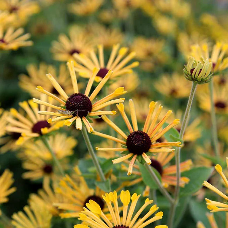 Pollinator Collection: Rudbeckia Little Henry ~ Preorder for pickup 6/12-6/13