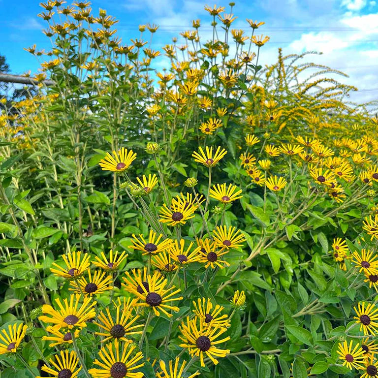 Pollinator Collection: Rudbeckia Little Henry ~ Preorder for pickup 6/12-6/13