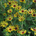 Pollinator Collection: Rudbeckia Little Henry ~ Preorder for pickup 6/12-6/13