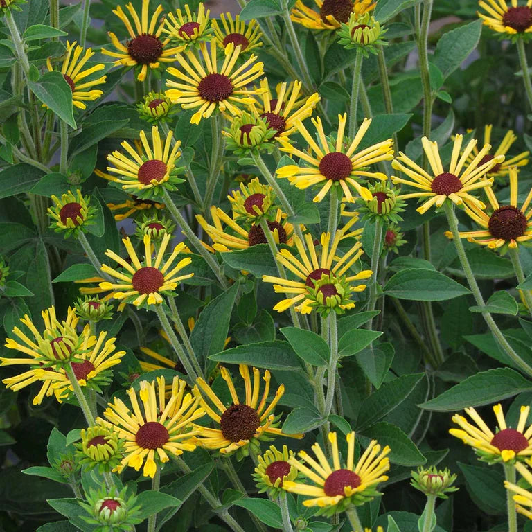 Pollinator Collection: Rudbeckia Little Henry ~ Preorder for pickup 6/12-6/13