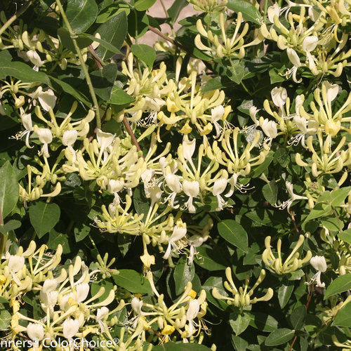 Proven Winners® Scentsation Honeysuckle Vine