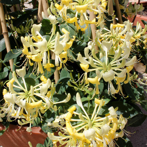 Proven Winners® Scentsation Honeysuckle Vine
