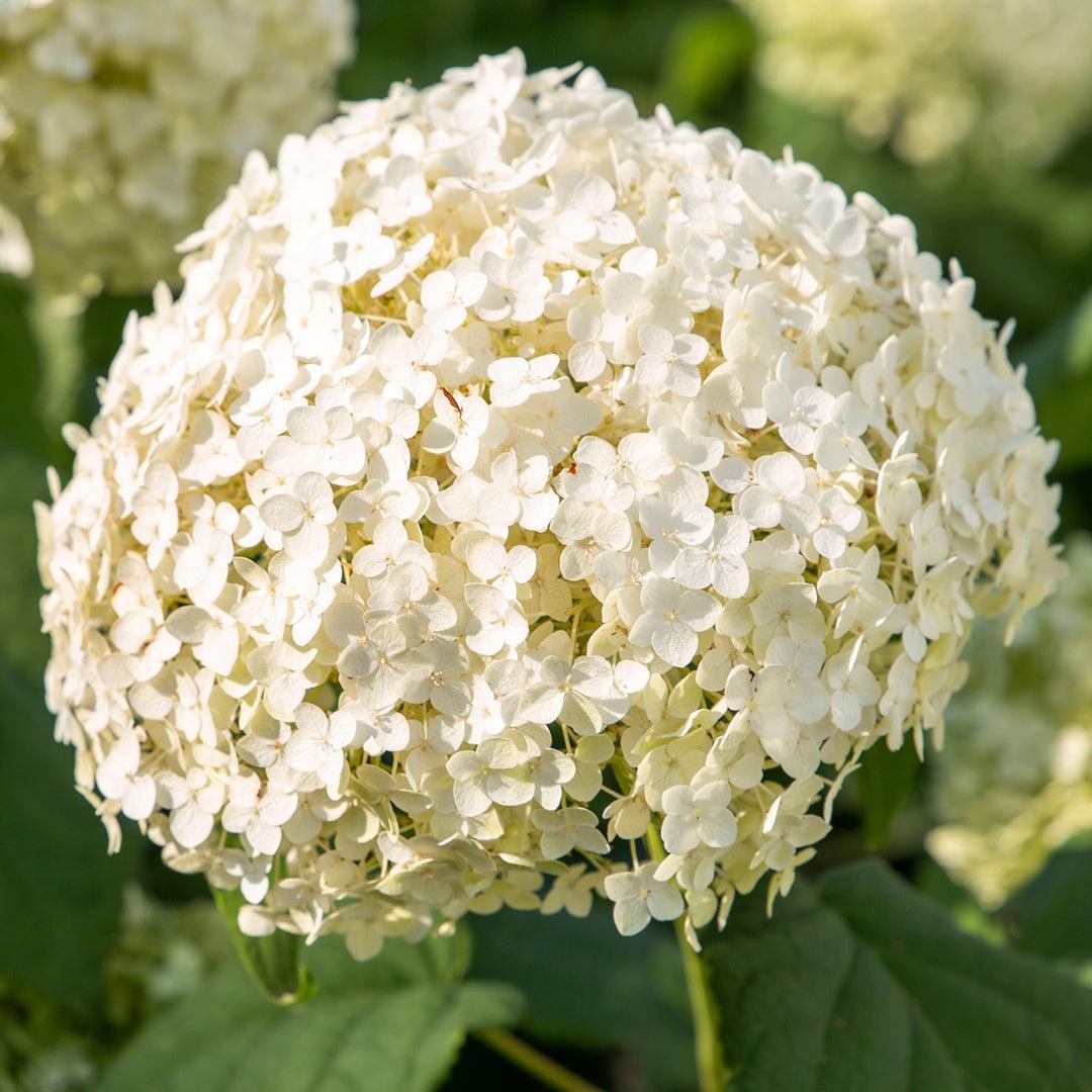 Proven Winners Incrediball® Storm Proof Hydrangea - Preorder for pickup 7/2-7/3