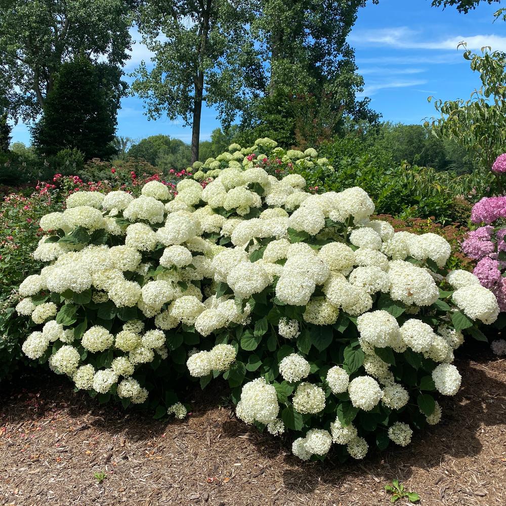 Proven Winners Incrediball® Storm Proof Hydrangea - Preorder for pickup 7/2-7/3
