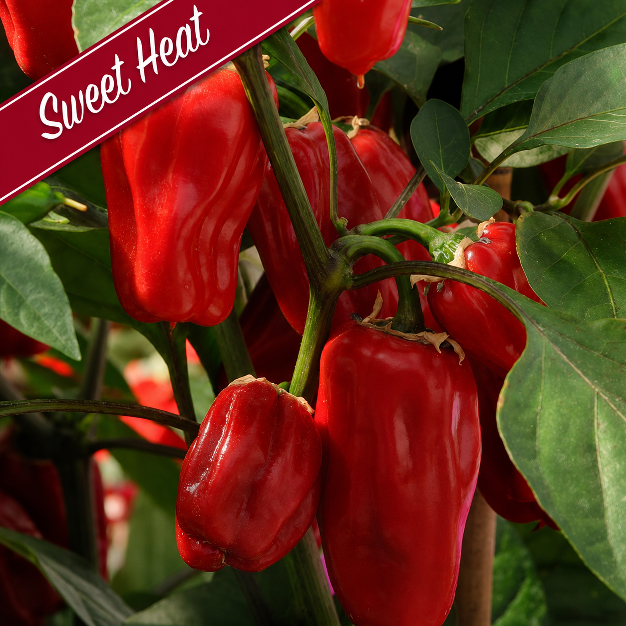 Patio Grazing Collection: Kitchen Mini Pepper series ~ Preorder for pickup 6/5-6/6