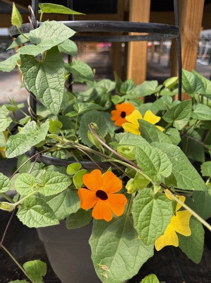 Climbing Thunbergia ~ Preorder for pickup 5/15-5/16