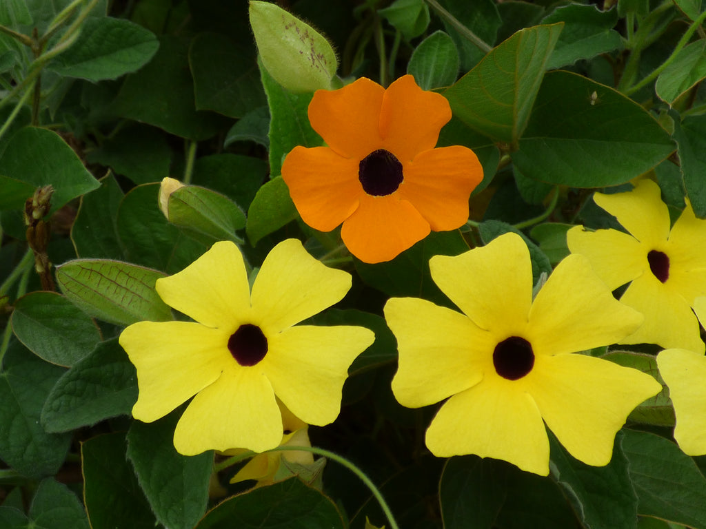 Climbing Thunbergia ~ Preorder for pickup
