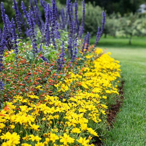 Vermillionaire Cuphea ~ Preorder for pickup 4/24-4/25