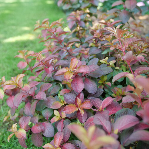 Proven Winners® Midnight Sun™ Weigela