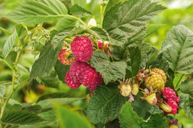 Willamette Red Raspberry - Preorder for pickup 6/12-13